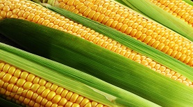 玉米进口清关流程